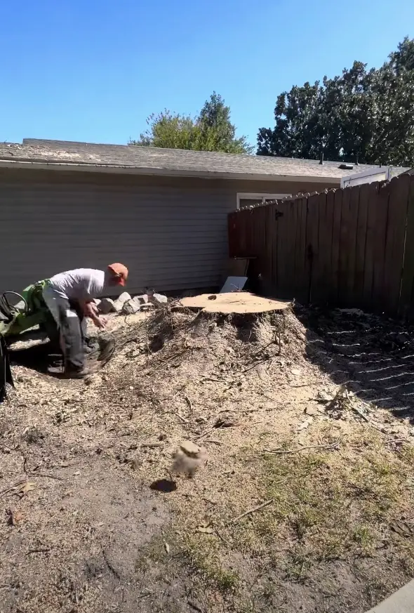 Tree stump and roots before removal service