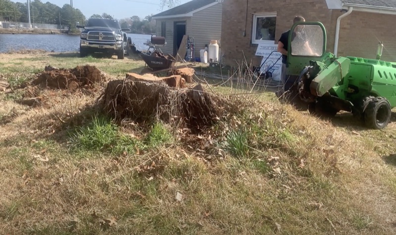 Tree stump before grinding in Chesapeake VA - large stump with green stump grinder