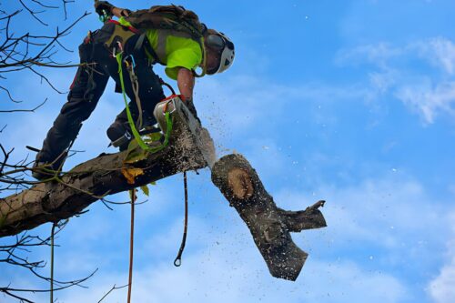 emergency tree removal