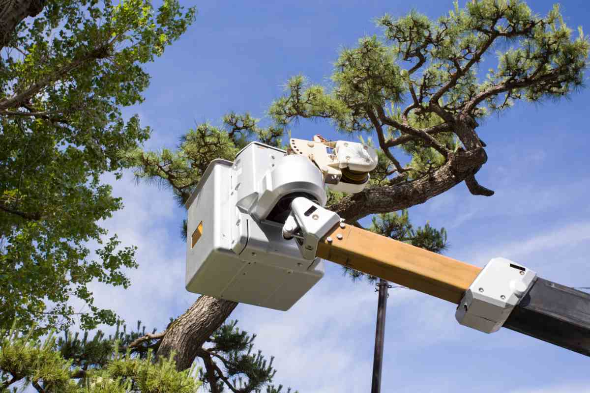 trimming pine trees