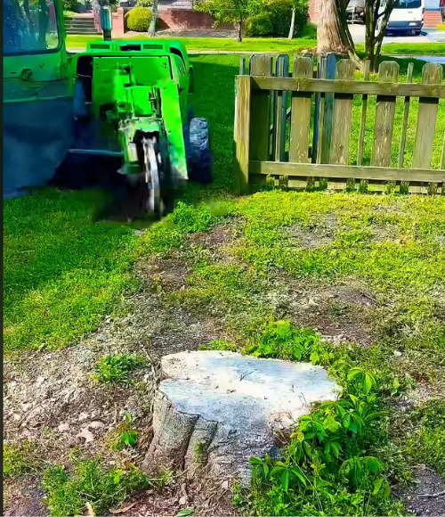 tree stump removal