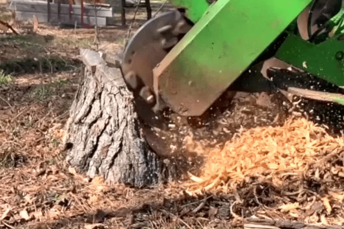 stump grinding virginia beach