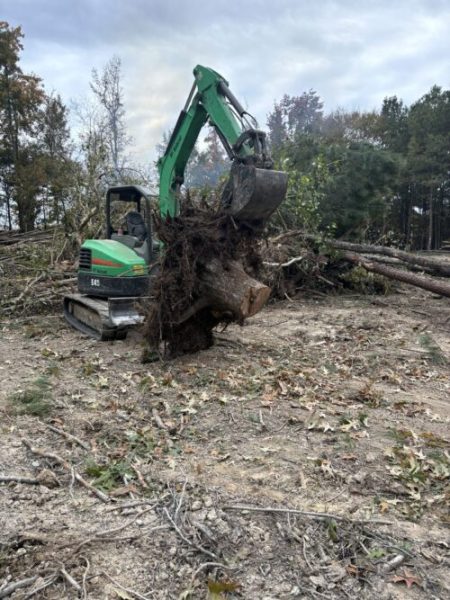 Tree Stump Removal