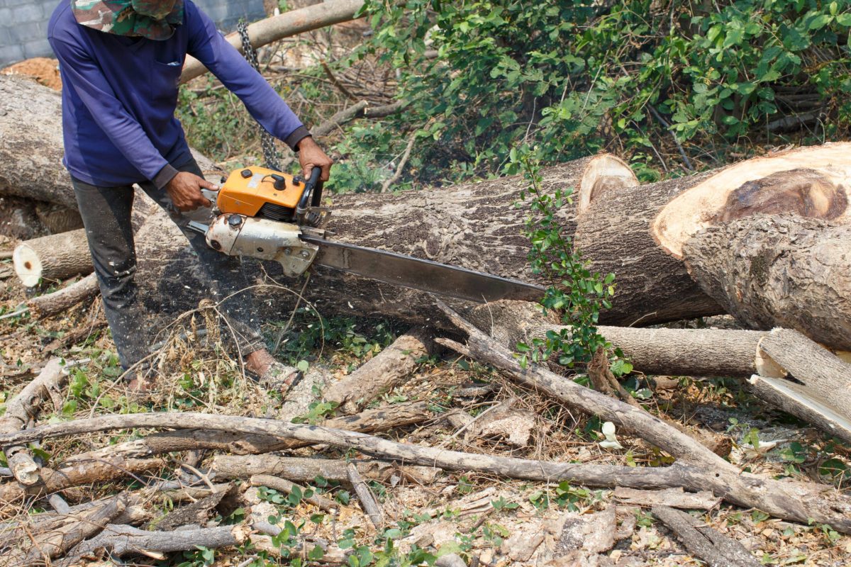 Logger Cut trees